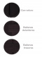 Cinto de velcro Black